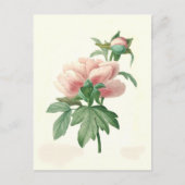 Carte Postale Peony par Pierre-Joseph Redouté (Devant)