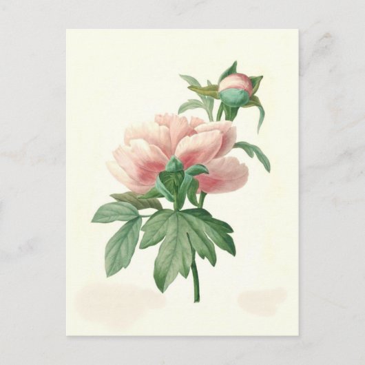 Carte Postale Peony par Pierre-Joseph Redouté (Devant)