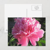 Carte Postale Peony rose (Devant / Derrière)
