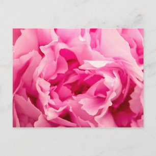 Carte Postale Peony rose