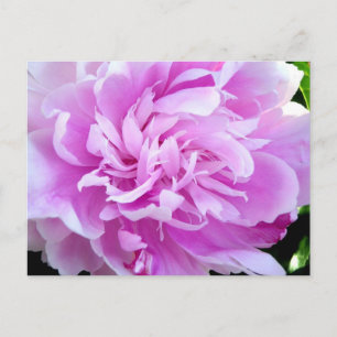 Carte Postale Peony rose