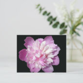 Carte Postale Peony rose (Debout devant)