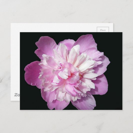 Carte Postale Peony rose (Devant / Derrière)