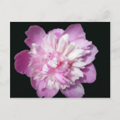 Carte Postale Peony rose (Devant)