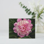 Carte Postale Peony rose (Debout devant)