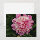 Carte Postale Peony rose (Devant / Derrière)
