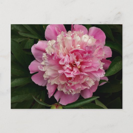 Carte Postale Peony rose (Devant)