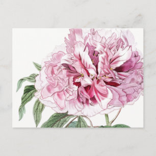 CARTE POSTALE PEONY ROSE BOTANIQUE vintage