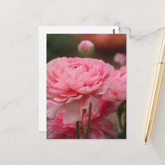 Carte Postale Peony Rose Ranunculus Closeup (Devant/Arrière en situation)