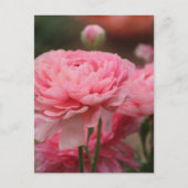 Carte Postale Peony Rose Ranunculus Closeup (Devant)