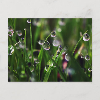 Carte Postale pépinière de riz véranda