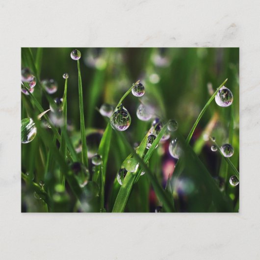 Carte Postale pépinière de riz véranda (Devant)