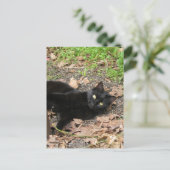 Carte Postale Pepper Cat Katrina Survivor (Debout devant)