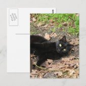 Carte Postale Pepper Cat Katrina Survivor (Devant / Derrière)
