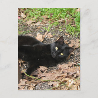 Carte Postale Pepper Cat Katrina Survivor
