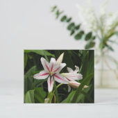 Carte postale Peppermenthe Crinum Lily (Debout devant)