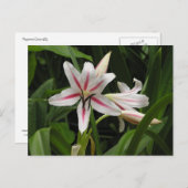 Carte postale Peppermenthe Crinum Lily (Devant / Derrière)
