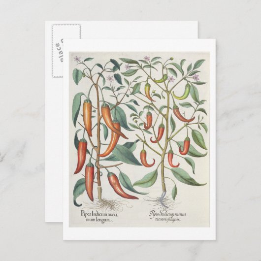 Carte Postale Peppers: 1.Piper Indicum maximum longum; 2.Piper I (Devant / Derrière)