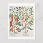 Carte Postale Peppers: 1.Piper Indicum maximum longum; 2.Piper I (Devant)