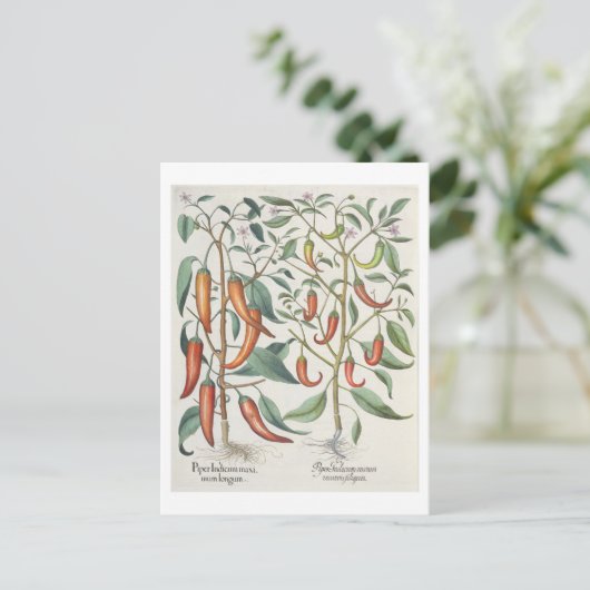 Carte Postale Peppers: 1.Piper Indicum maximum longum; 2.Piper I (Debout devant)