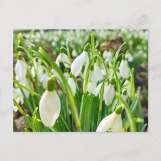 Carte Postale Perce-neige