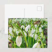 Carte Postale Perce-neige (Devant / Derrière)