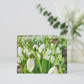Carte Postale Perce-neige (Debout devant)
