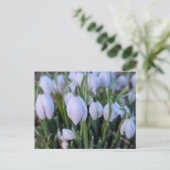 Carte Postale Perce-neige (Debout devant)