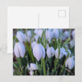 Carte Postale Perce-neige (Devant / Derrière)