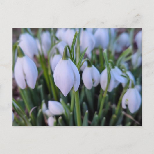 Carte Postale Perce-neige (Devant)