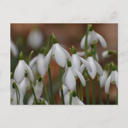 Carte Postale Perce-neige (Devant)