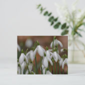 Carte Postale Perce-neige (Debout devant)