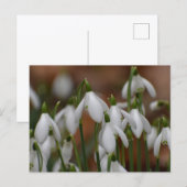 Carte Postale Perce-neige (Devant / Derrière)