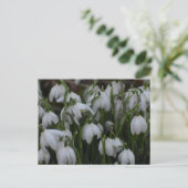 Carte Postale Perce-neige  (Debout devant)