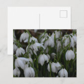 Carte Postale Perce-neige  (Devant / Derrière)