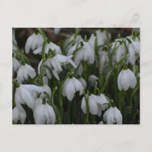 Carte Postale Perce-neige 