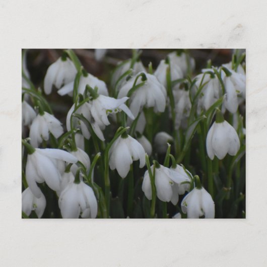 Carte Postale Perce-neige  (Devant)