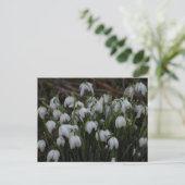 Carte Postale Perce-neige  (Debout devant)