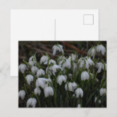 Carte Postale Perce-neige  (Devant / Derrière)
