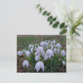 Carte Postale Perce-neige  (Debout devant)
