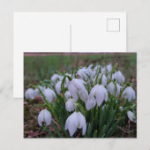 Carte Postale Perce-neige  (Devant / Derrière)