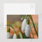 Carte Postale Perce-neige (Devant / Derrière)