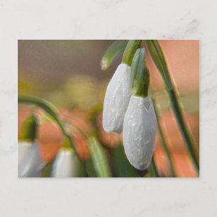 Carte Postale Perce-neige