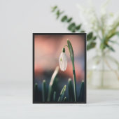 Carte postale Perce Neige Briefkaart (Staand voorkant)