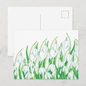 Carte Postale Perce-neige de printemps (Devant / Derrière)