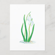 Perce-neige (Galanthus nivalis)