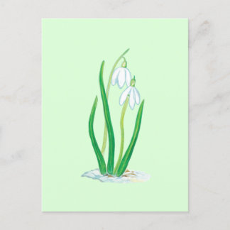 Carte Postale Perce-neige (Galanthus nivalis) Fleurs de début de