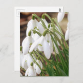 Carte Postale Perce-neiges renversantes de ressort (Devant / Derrière)