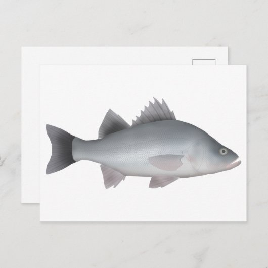 Carte Postale Perche blanche (Devant / Derrière)