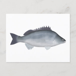 Carte Postale Perche d'argent